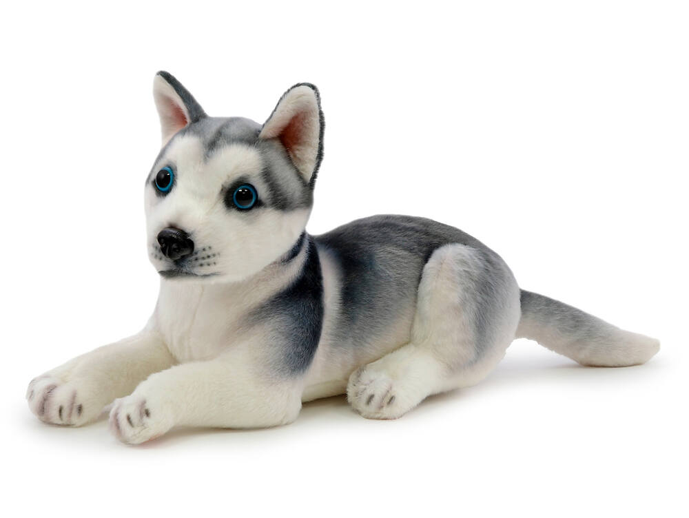 Plyšový pes husky štěně 30 cm + ocas 11 cm